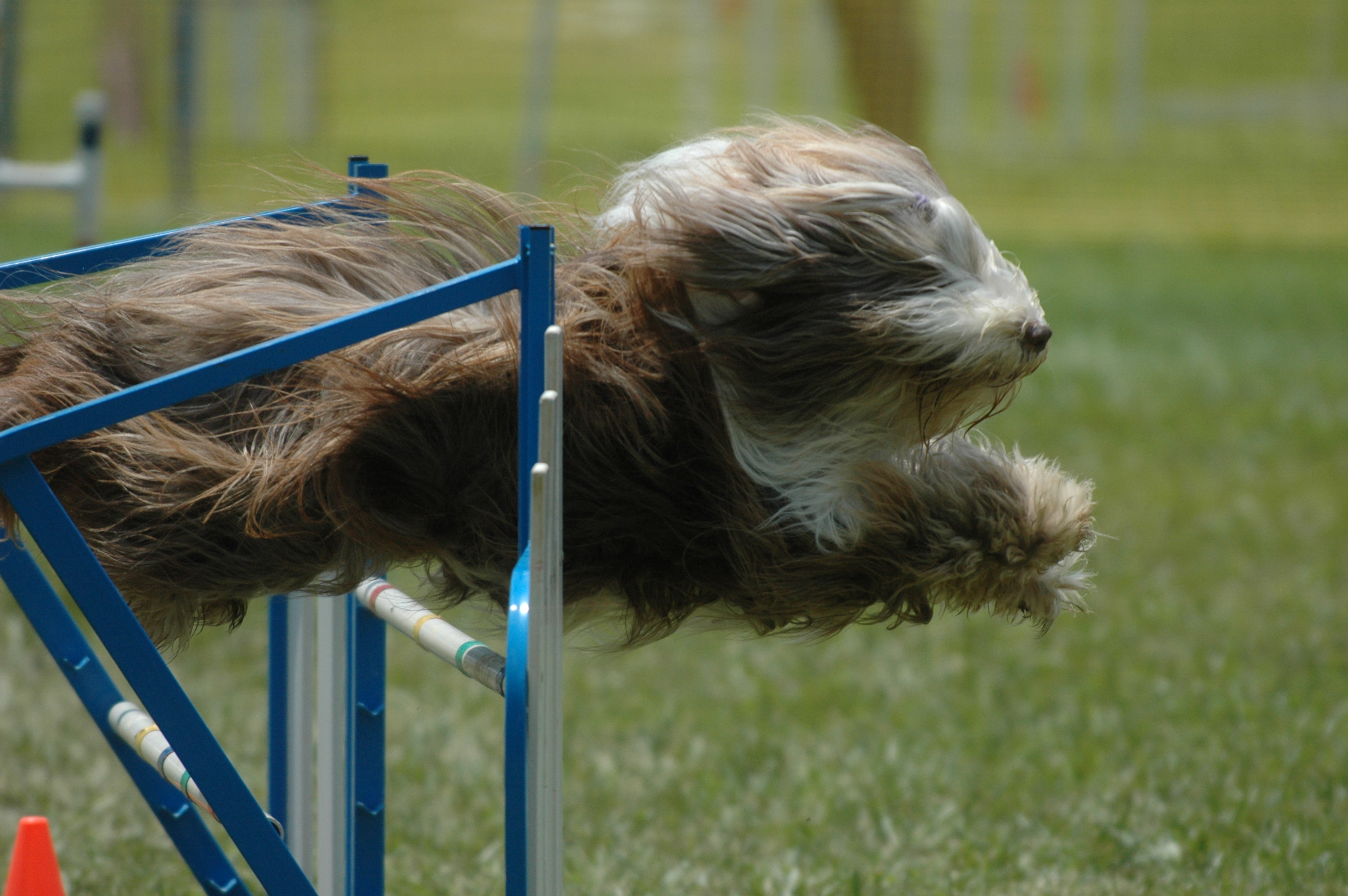2006 Dog Show