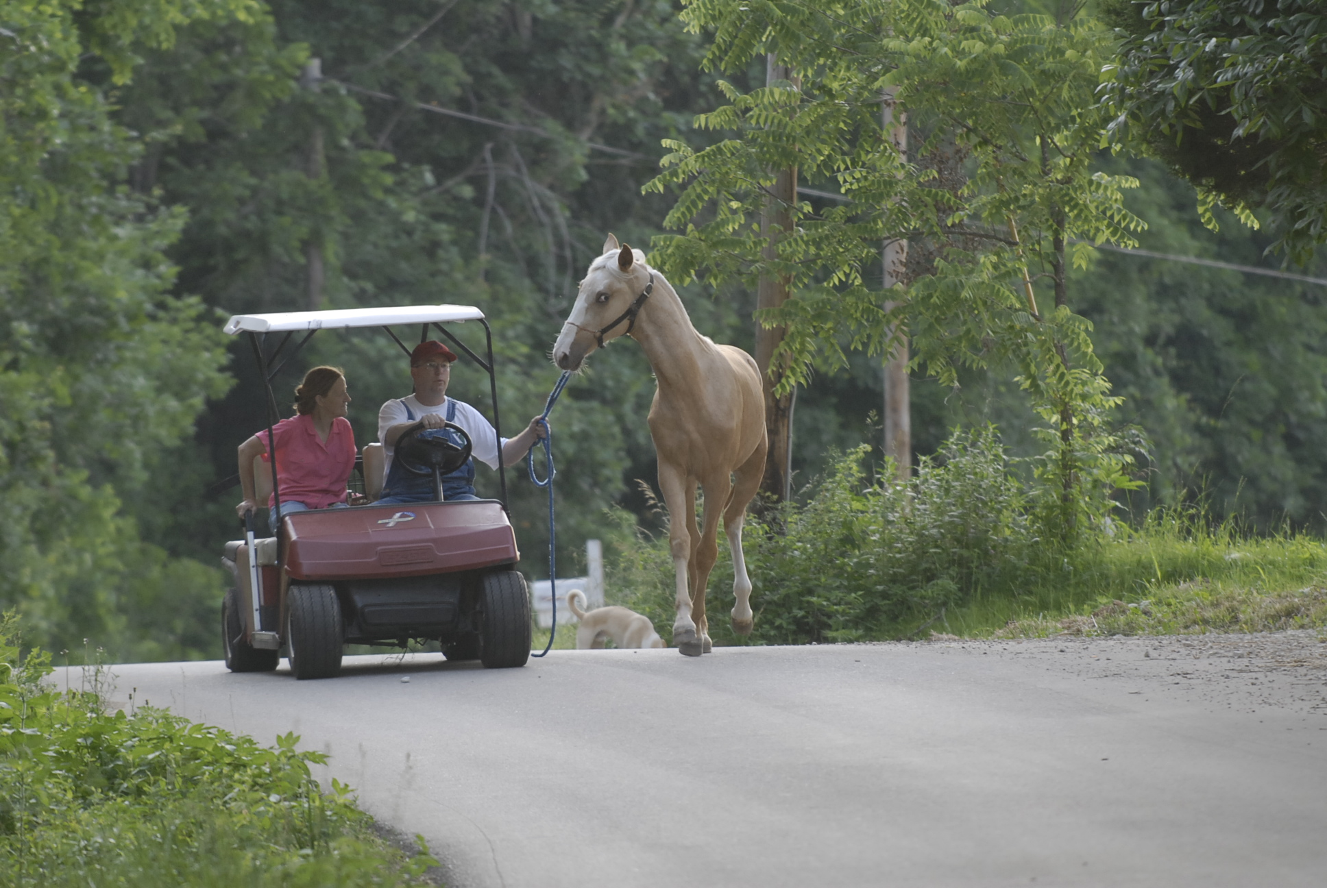 2007 Horse