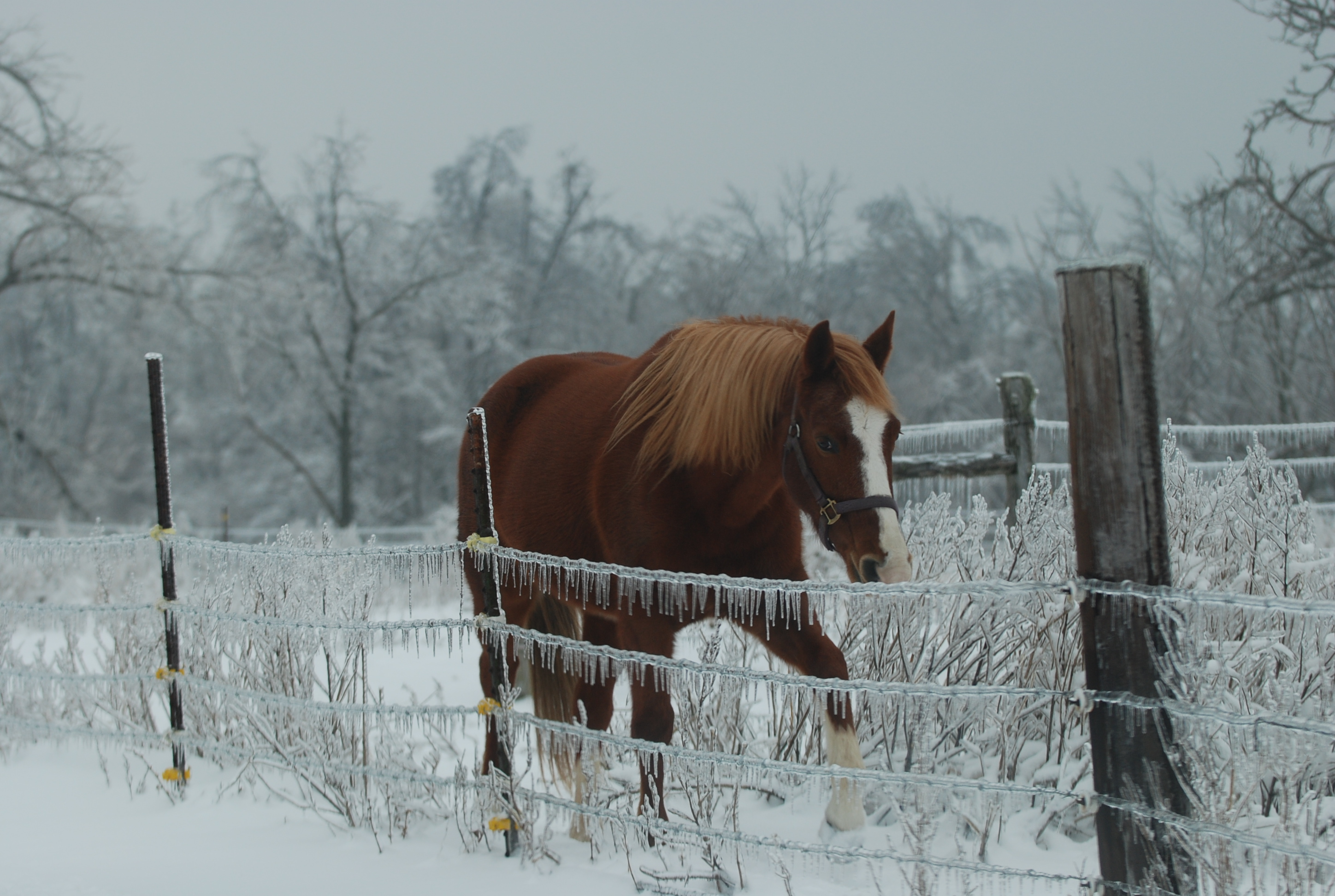 2009 Snow
