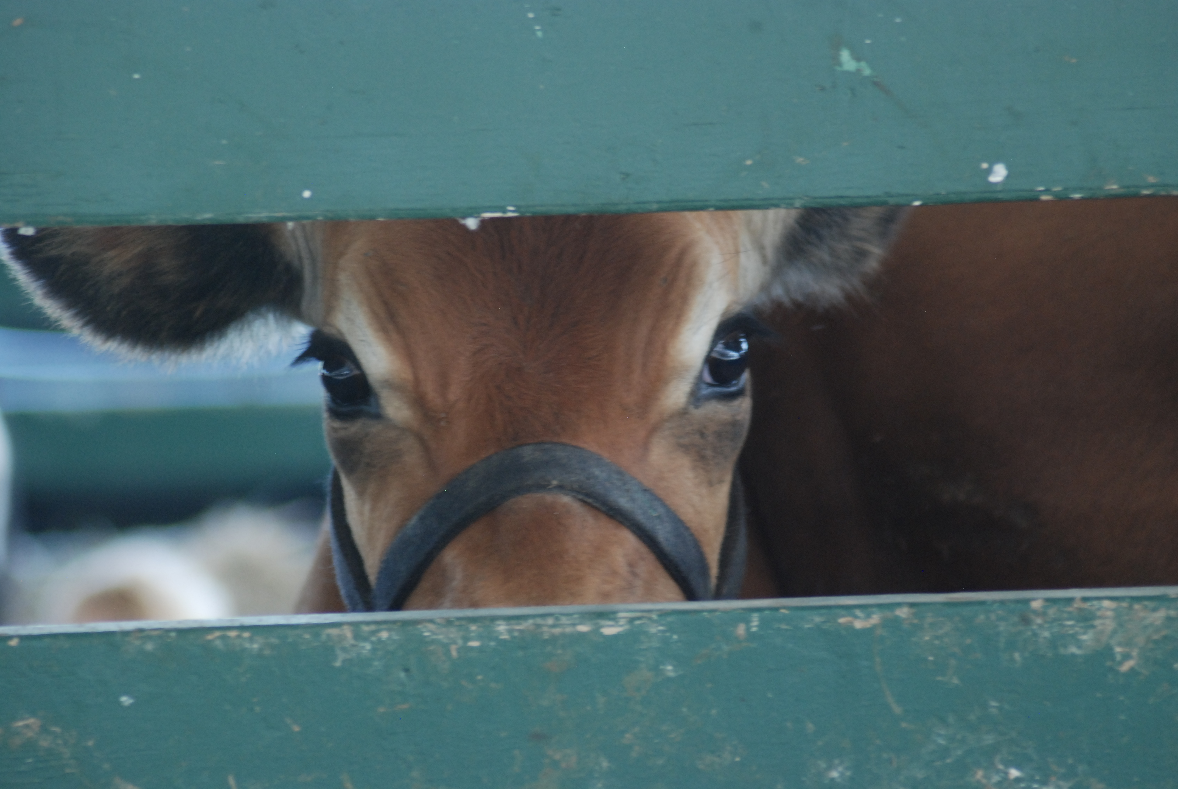 2011 4H Fair