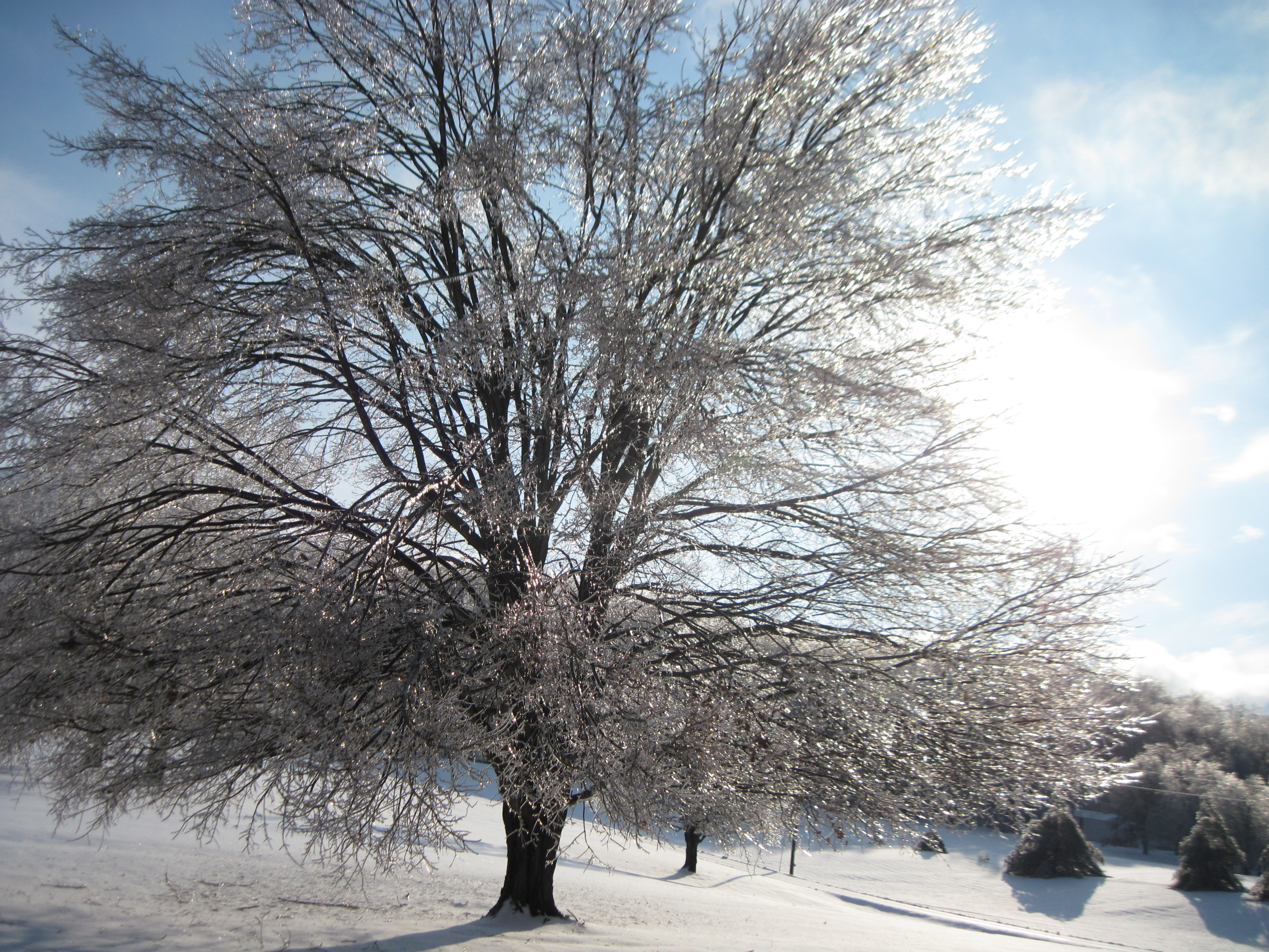 2014 Ice Trees