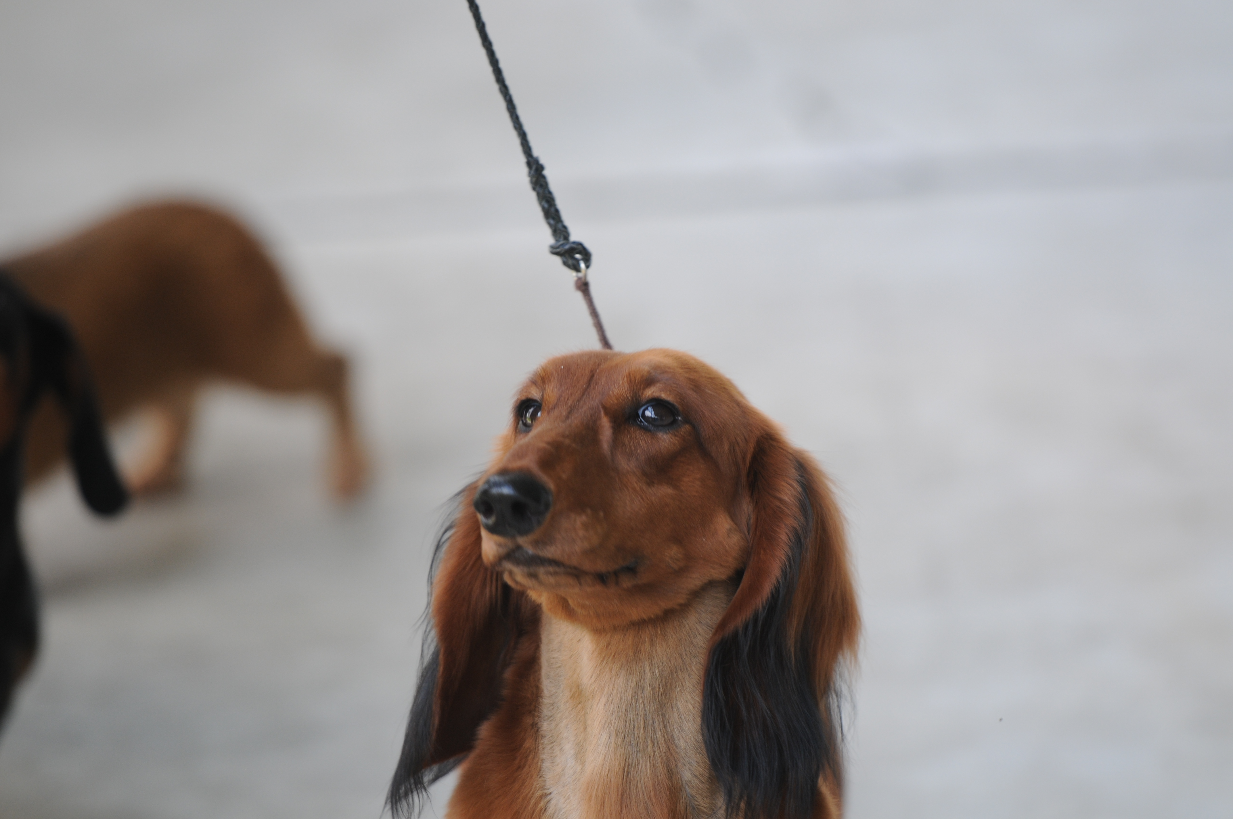 2012 Dog Show