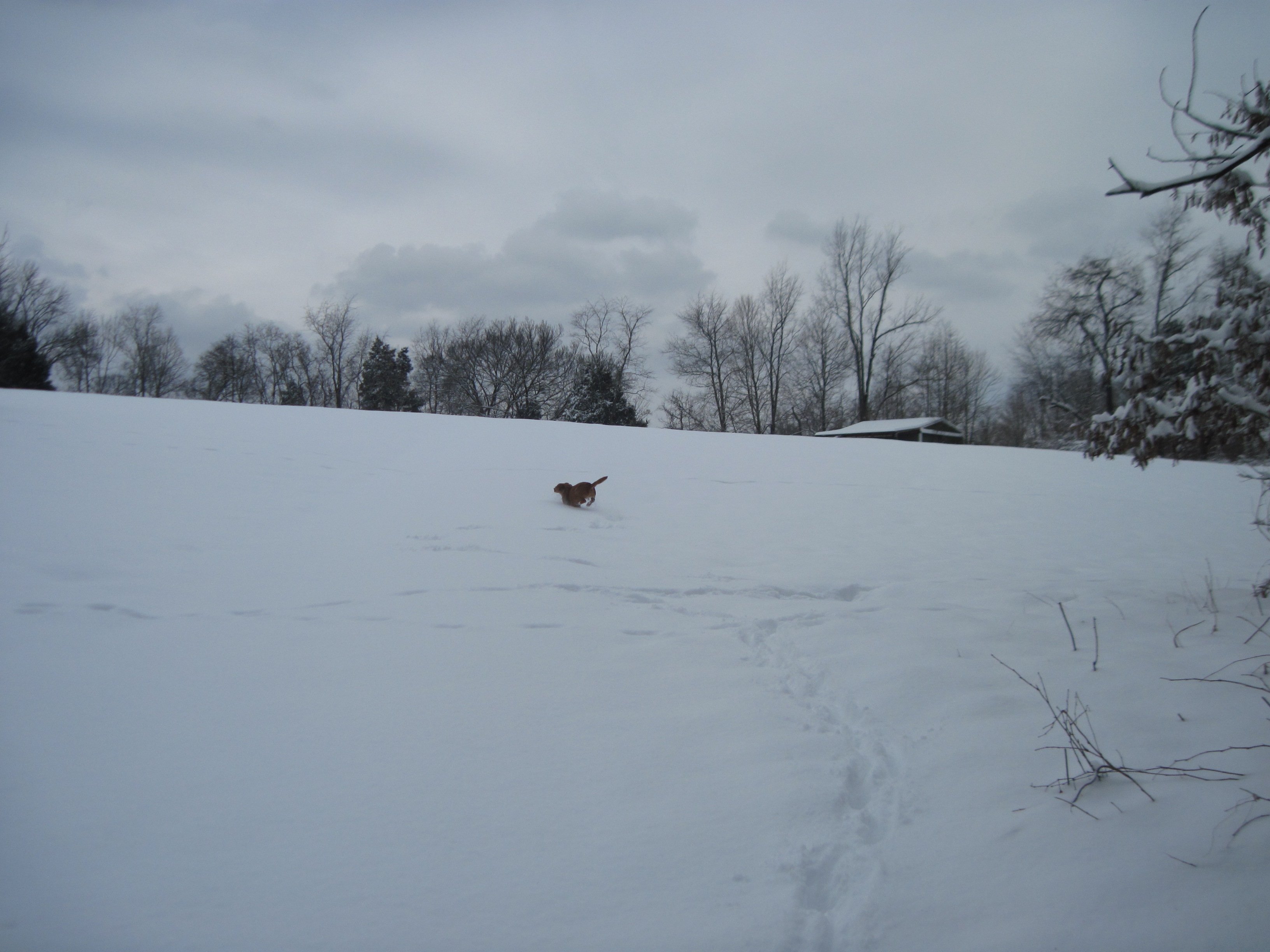 2015 Snow