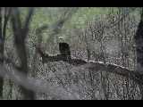 2015 Eagle